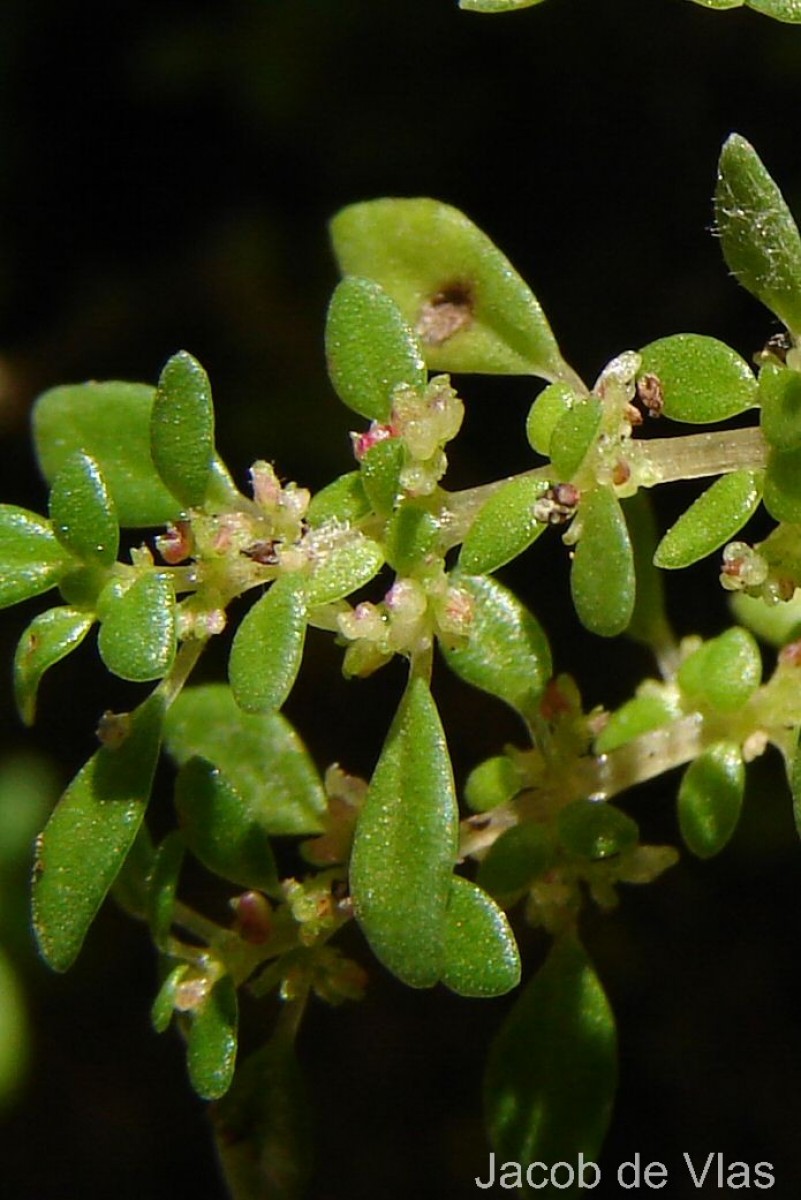 Pilea microphylla (L.) Liebm.